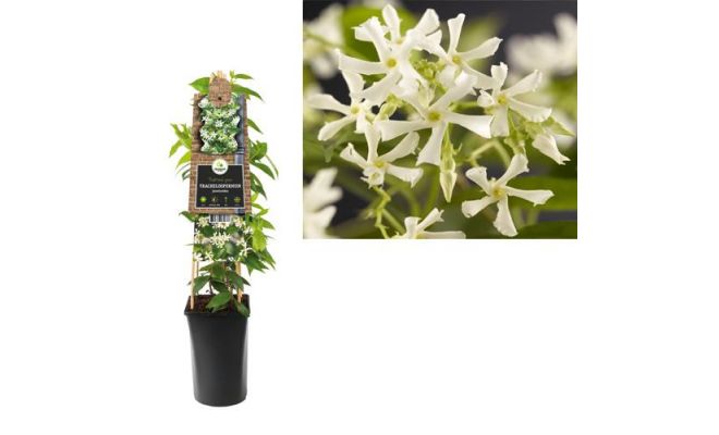 Toscaanse jasmijn,Trachelospermum Jasminoides, klimplant in pot - afbeelding 1