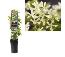 Toscaanse jasmijn,Trachelospermum Jasminoides, klimplant in pot - afbeelding 1