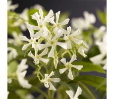 Toscaanse jasmijn,Trachelospermum Jasminoides, klimplant in pot - afbeelding 2