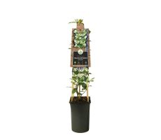 Toscaanse jasmijn,Trachelospermum Jasminoides, klimplant in pot - afbeelding 3