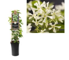 Toscaanse jasmijn,Trachelospermum Jasminoides, klimplant in pot - afbeelding 4