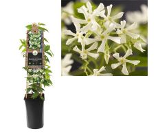 Toscaanse jasmijn,Trachelospermum Jasminoides, klimplant in pot - afbeelding 5