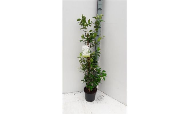 Toscaanse jasmijn,Trachelospermum jasminoides h100cm, klimplant in pot