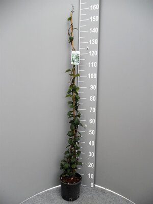 Toscaanse jasmijn,Trachelospermum Jasminoides, klimplant in pot, p23 cm h 160 cm