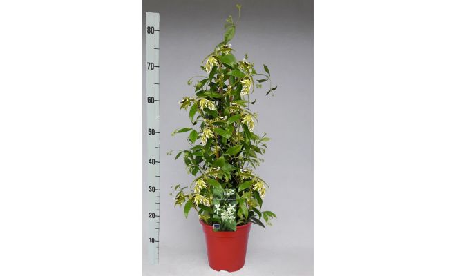 Toscaanse jasmijn,Trachelospermum jasminoides p17 h70 cm, klimplant in pot