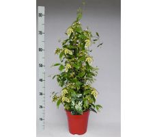Toscaanse jasmijn,Trachelospermum jasminoides p17 h70 cm, klimplant in pot