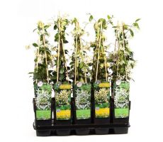 Toscaanse jasmijn,Trachelospermum jasminoides, klimplant in pot 19 cm