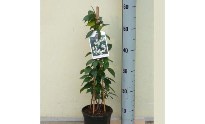 Toscaanse jasmijn,Trachelospermum jasminoides P19, klimplant in pot