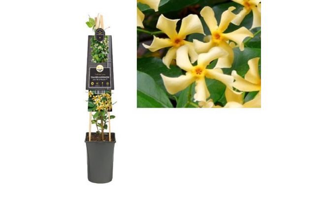 Toscaanse jasmijn,Trachelospermum jasminoides 'Star Of Toscane, klimplant in pot - afbeelding 1