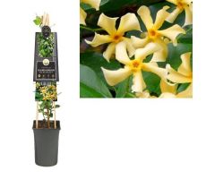 Toscaanse jasmijn,Trachelospermum jasminoides 'Star Of Toscane, klimplant in pot - afbeelding 1