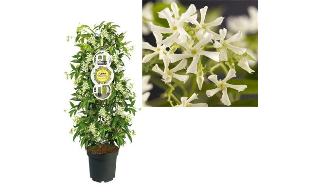 Toscaanse jasmijn,Trachelospermum jasminoides Toscaanse piramide, klimplant in pot