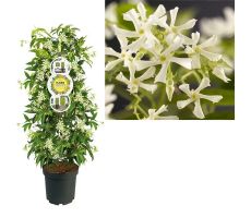 Toscaanse jasmijn,Trachelospermum jasminoides Toscaanse piramide, klimplant in pot