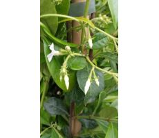 Trachelospernum Rhyncospermum Jasminoides, pot 19, h 120 cm, klimplant in pot - afbeelding 3