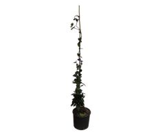 Trachelospernum Rhyncospermum Jasminoides, pot 19, h 120 cm, klimplant in pot - afbeelding 4