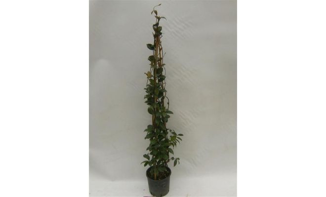 Trachelospernum Rhyncospermum Jasminoides, pot 19, h 120 cm, klimplant in pot - afbeelding 1