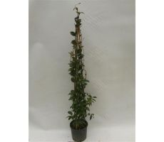 Trachelospernum Rhyncospermum Jasminoides, pot 19, h 120 cm, klimplant in pot - afbeelding 1