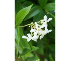 Trachelospernum Rhyncospermum Jasminoides, pot 19, h 120 cm, klimplant in pot - afbeelding 2