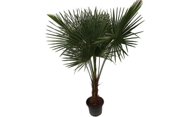 Chinese waaierpalm,trachycarpus fortunei, hoog 140 cm, 20 cm stam - afbeelding 1