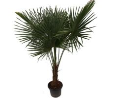 Chinese waaierpalm,trachycarpus fortunei, hoog 140 cm, 20 cm stam - afbeelding 1