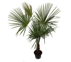 Chinese waaierpalm,trachycarpus fortunei, hoog 140 cm, 20 cm stam - afbeelding 2