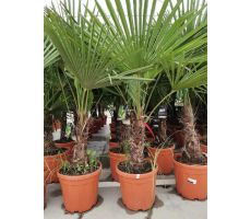 Chinese waaierpalm,trachycarpus fortunei, hoog 160 cm, 30 cm stam - afbeelding 2