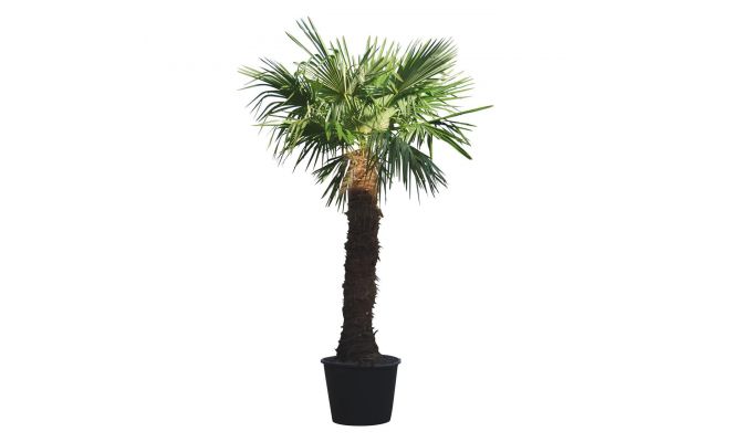 Chinese waaierpalm,Trachycarpus, pot 70 cm, stam hoogte 220 cm - afbeelding 1