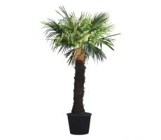 Chinese waaierpalm,Trachycarpus, pot 70 cm, stam hoogte 220 cm - afbeelding 2