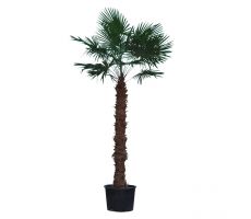 Chinese waaierpalm,Trachycarpus, pot 70 cm, stam hoogte 220 cm - afbeelding 3