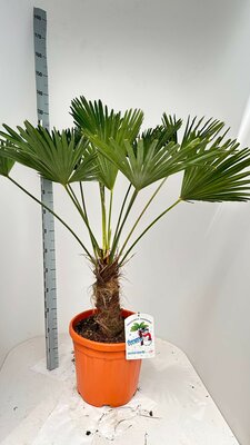 Trachycarpus wagnerianus, pot 35, h 130cm