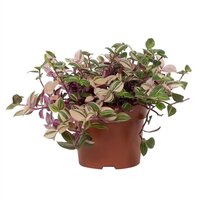 Tradescantia flum. 'Quadricolor, pot 13 cm, h 20 cm