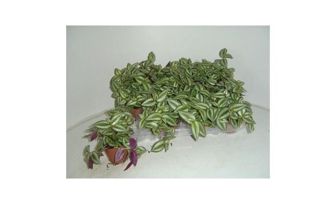 Tradescantia Pendula (Vaderplant), pot 12 cm