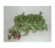 Tradescantia Pendula (Vaderplant), pot 12 cm