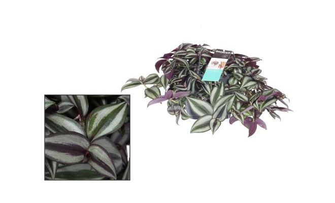 Tradescantia zebrina 'Purpusii, pot 12 cm, h 10 cm