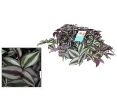 Tradescantia zebrina 'Purpusii, pot 12 cm, h 10 cm