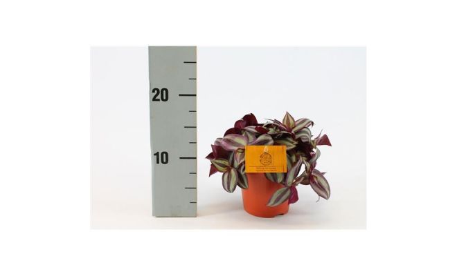 Tradescantia zebrina 'Purpusii, pot 12 cm, h 10 cm