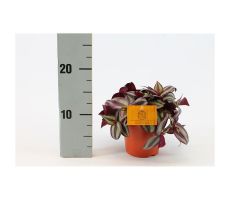 Tradescantia zebrina 'Purpusii, pot 12 cm, h 10 cm