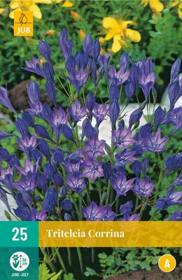 Triteleia corrina 25st