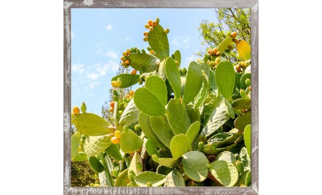 Tuinposter, cactus, b 58 cm, h 58 cm