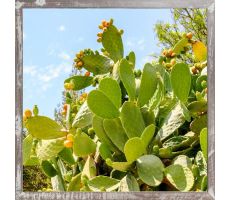 Tuinposter, cactus, b 58 cm, h 58 cm