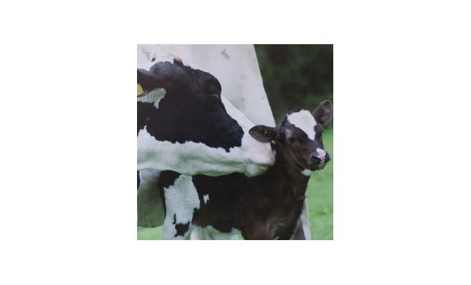 Tuinposter, koe, b 50 cm, h 50 cm koe, meerdere variaties - afbeelding 1