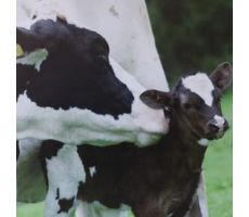 Tuinposter, koe, b 50 cm, h 50 cm koe, meerdere variaties - afbeelding 1