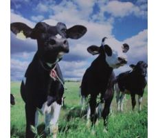 Tuinposter, koe, b 50 cm, h 50 cm koe, meerdere variaties - afbeelding 2