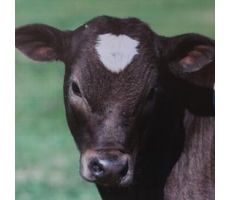 Tuinposter, koe, b 50 cm, h 50 cm koe, meerdere variaties - afbeelding 3