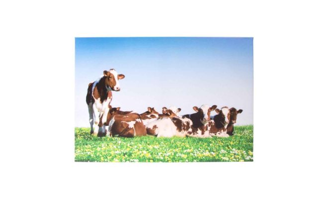 Tuinposter, koeien, b 70 cm, h 50 cm
