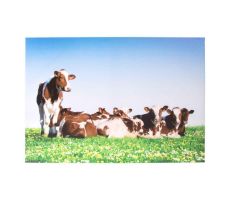 Tuinposter, koeien, b 70 cm, h 50 cm