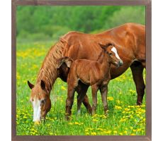 Tuinposter, paard, b 38 cm, h 38 cm, meerdere variaties - afbeelding 2