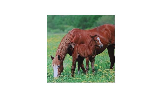Tuinposter, paard, b 50 cm, h 50 cm, meerdere variaties - afbeelding 1