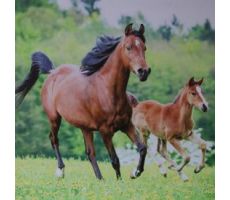 Tuinposter, paard, b 50 cm, h 50 cm, meerdere variaties - afbeelding 2