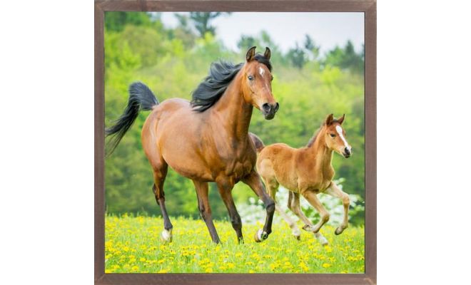 Tuinposter, paard, b 58 cm, h 58 cm