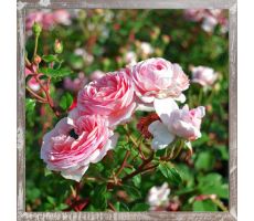 Tuinposter, roos, b 38 cm, h 38 cm, meerdere variaties - afbeelding 1